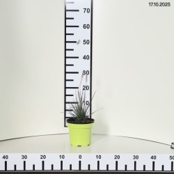 Pennisetum alopecuroides 'Little Bunny'