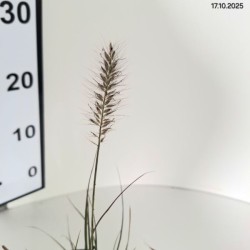 Pennisetum alopecuroides 'Little Bunny'