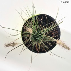 Pennisetum alopecuroides 'Little Bunny'