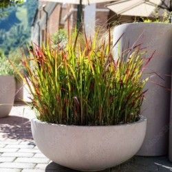 Imperata cylindrica 'Red...