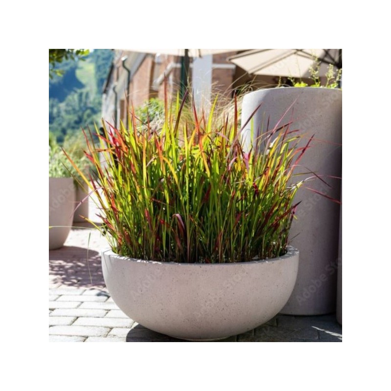 Imperata cylindrica 'Red Baron'