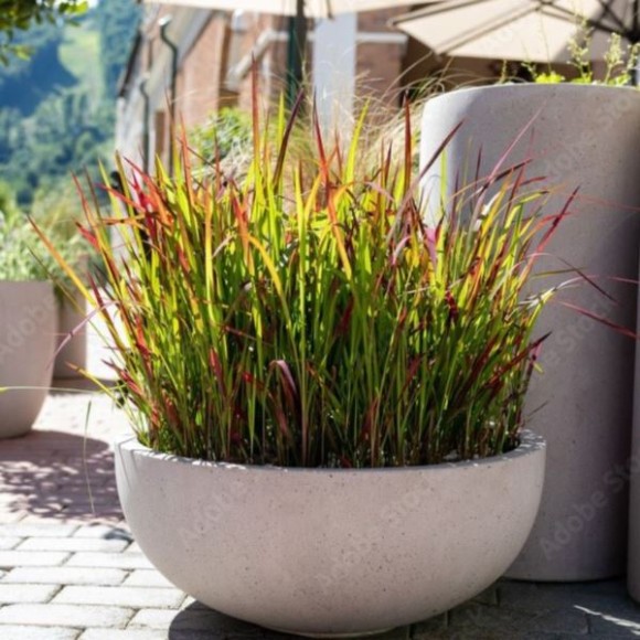 Imperata cylindrica 'Red Baron'