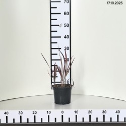 Imperata cylindrica 'Red Baron'