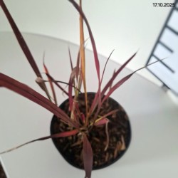 Imperata cylindrica 'Red Baron'