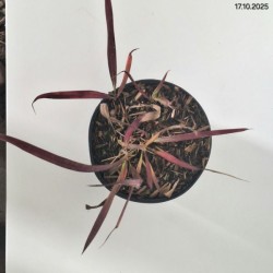 Imperata cylindrica 'Red Baron'