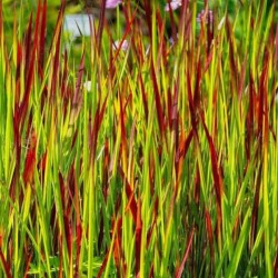 Imperata cylindrica 'Red Baron'