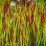 Imperata cylindrica 'Red Baron'