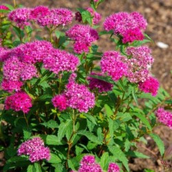 Spiraea japonica 'Neon Flash'