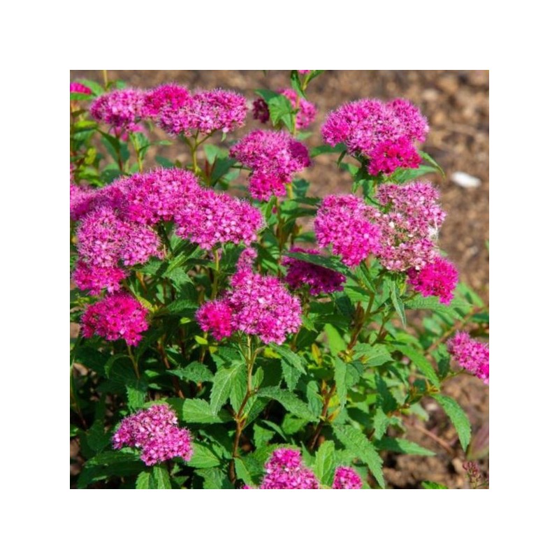 Spiraea japonica 'Neon Flash'
