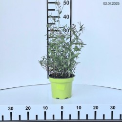 Spiraea japonica 'Neon Flash'