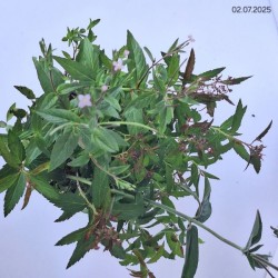 Spiraea japonica 'Neon Flash'