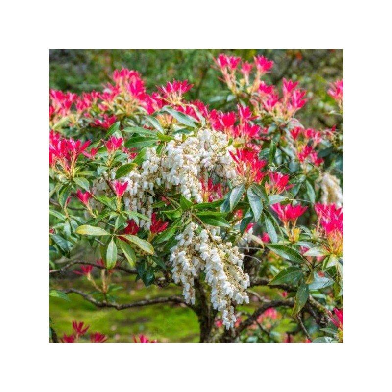 Pieris 'Forest Flame'