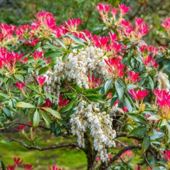Pieris 'Forest Flame'
