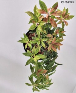 Pieris 'Forest Flame'