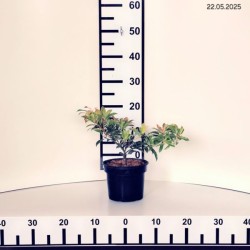 Pieris 'Forest Flame'