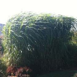 Miscanthus ×giganteus