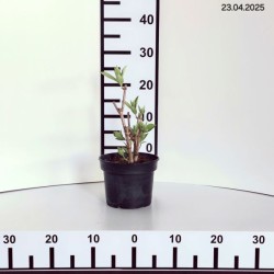 Hydrangea p. 'Pink Lady'