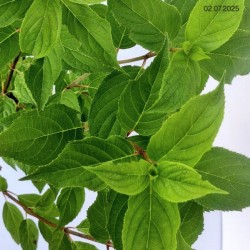 Hydrangea p. 'Pink Lady'