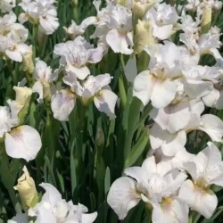 Iris sibirica 'Not Quite...