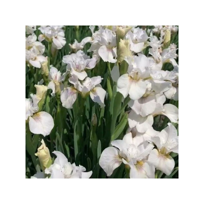 Iris sibirica 'Not Quite White'