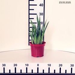 Iris sibirica 'Not Quite White'