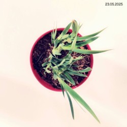 Iris sibirica 'Not Quite White'