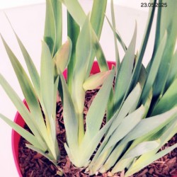 Iris sibirica 'Not Quite White'