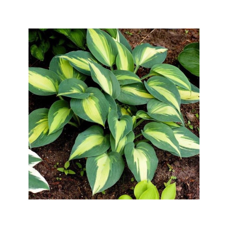 Hosta 'Catherine'
