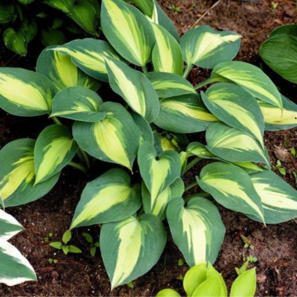 Hosta 'Catherine'