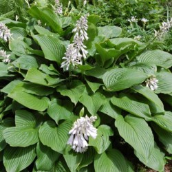Hosta sieboldiana