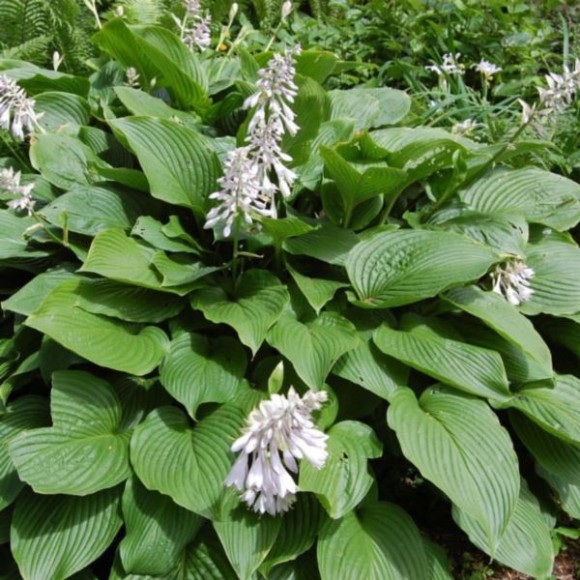 Hosta sieboldiana