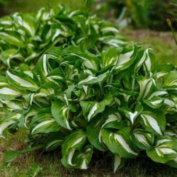 Hosta 'Undulata...