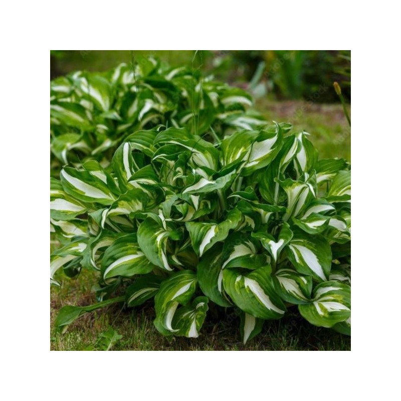 Hosta 'Undulata Mediovariegata'