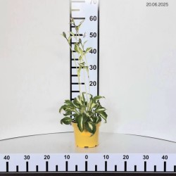 Hosta 'Undulata Mediovariegata'