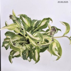 Hosta 'Undulata Mediovariegata'