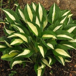 Hosta 'White Bikini'
