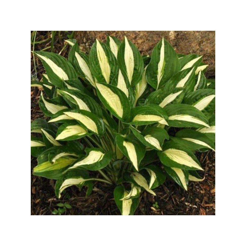 Hosta 'White Bikini'