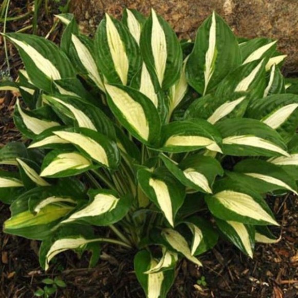 Hosta 'White Bikini'