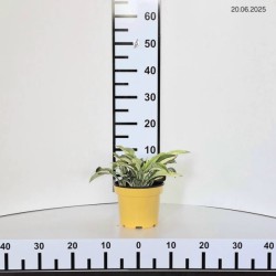 Hosta 'White Bikini'