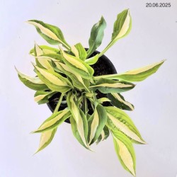 Hosta 'White Bikini'