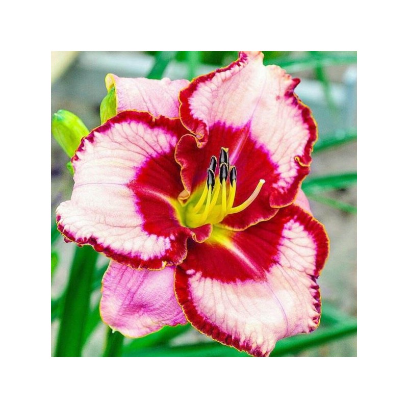 Hemerocallis 'Lies And Lipstick'