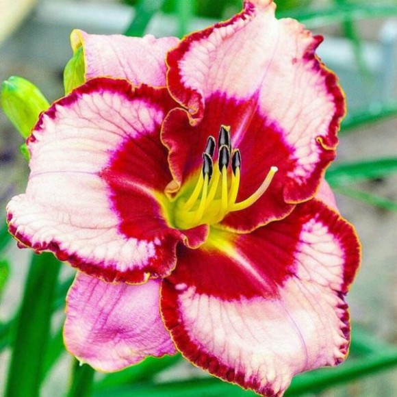 Hemerocallis 'Lies And Lipstick'