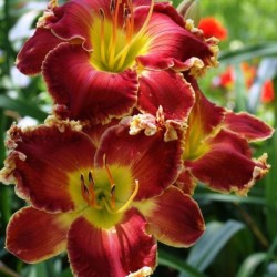 Hemerocallis 'Naughty Red'
