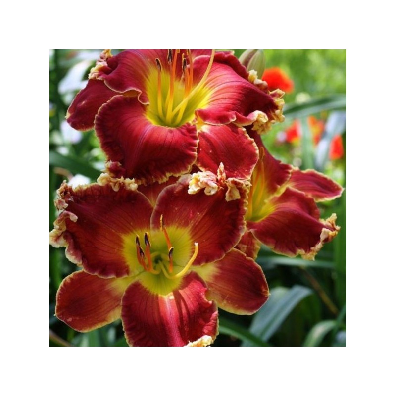 Hemerocallis 'Naughty Red'