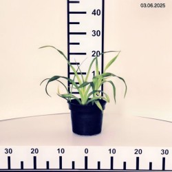 Hemerocallis 'Naughty Red'