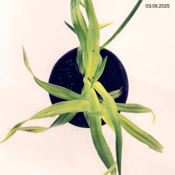 Hemerocallis 'Naughty Red'