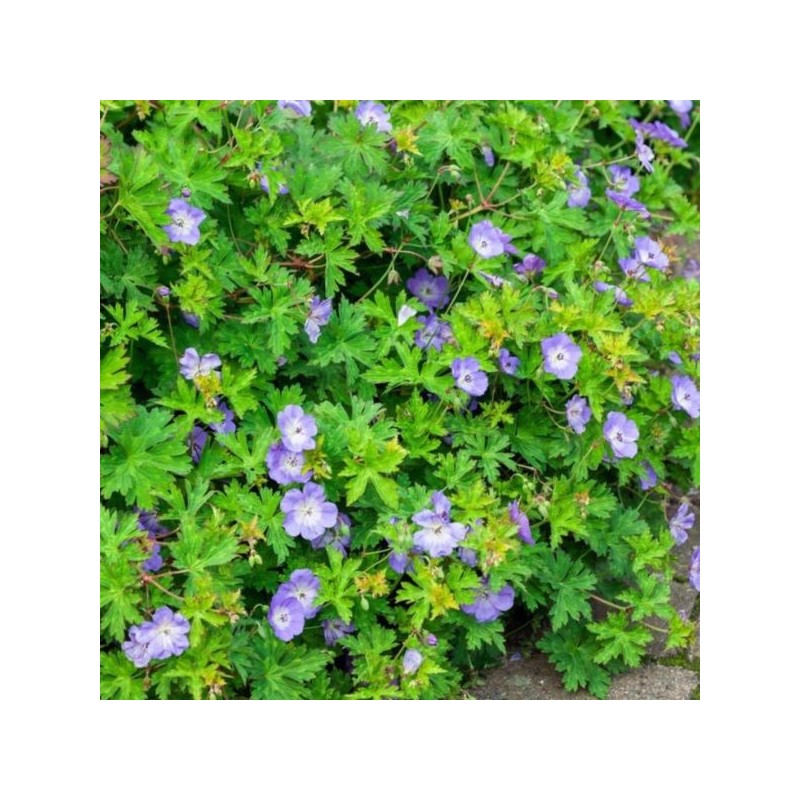 Geranium ROZANNE 'Gerwat'