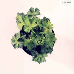 Geranium ROZANNE 'Gerwat'