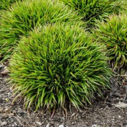 Luzula pilosa 'Igel'
