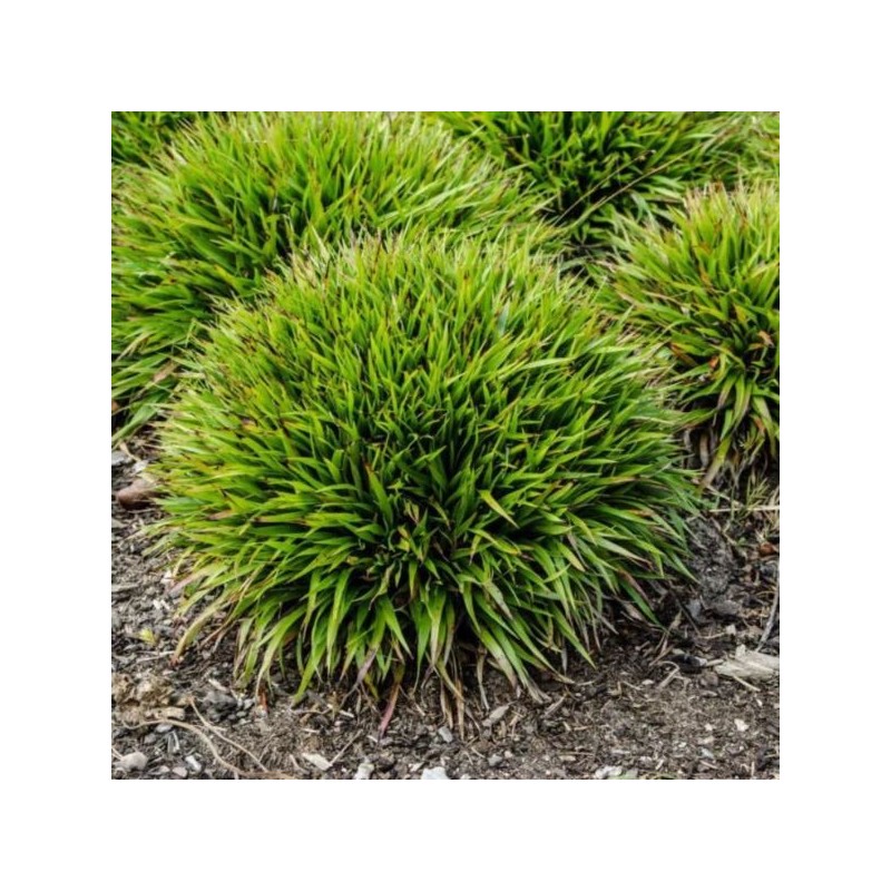 Luzula pilosa 'Igel'